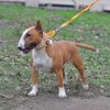 MBT CH Famous Star Dragon Fly (1 year old)