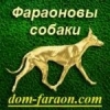 Фараонова Собака / Pharaon Hound - последнее сообщение от Dom Pharaon