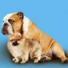 VipDogParty -с комфортом на выставку! - последнее сообщение от ruskalido