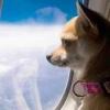Доставка животных по всему... - последнее сообщение от Flyingpets